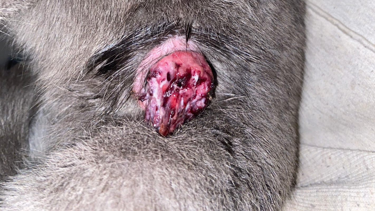 Emergency Vet care