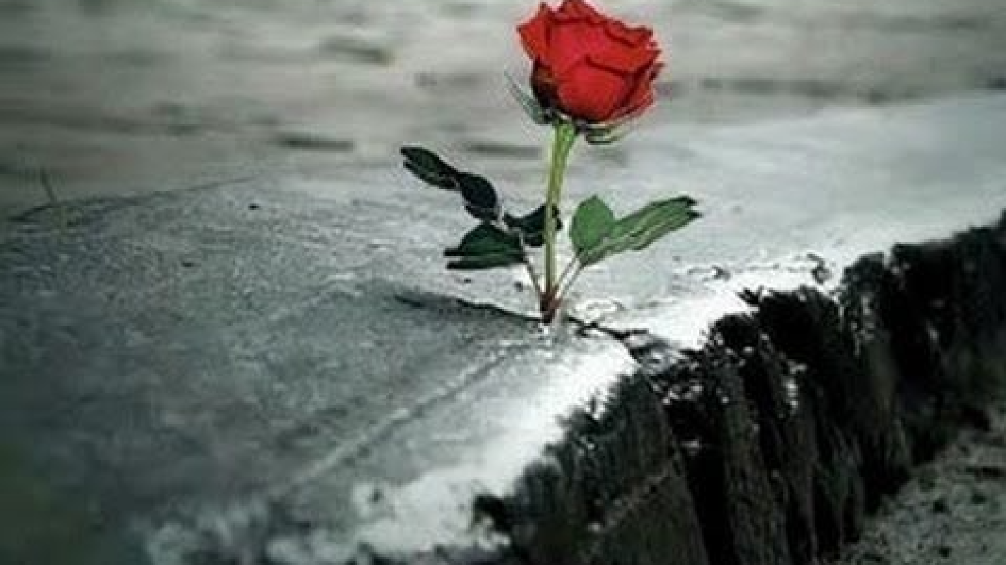 Second Chance...a shot in the dark ❤️