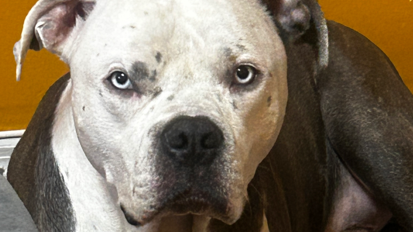 Dogs surgery torn acl