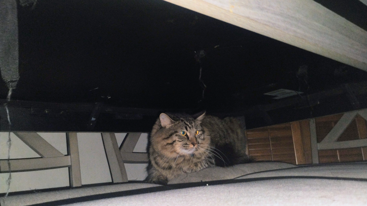 Saved my cat