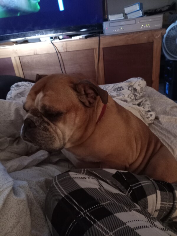 Help Miss Lola get her Angel Wings