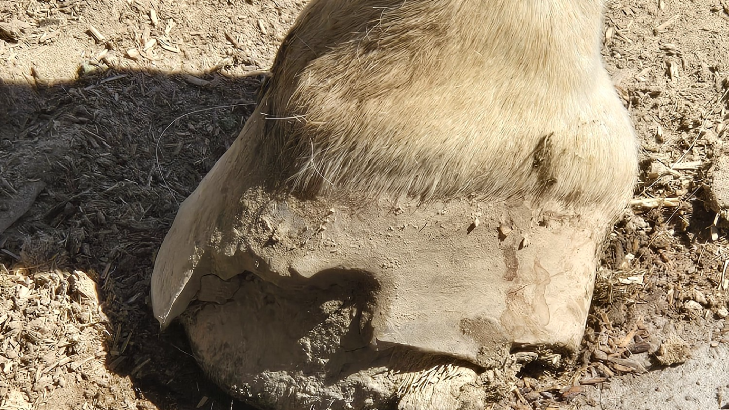 Lawyer fees for injustice done to animal farm