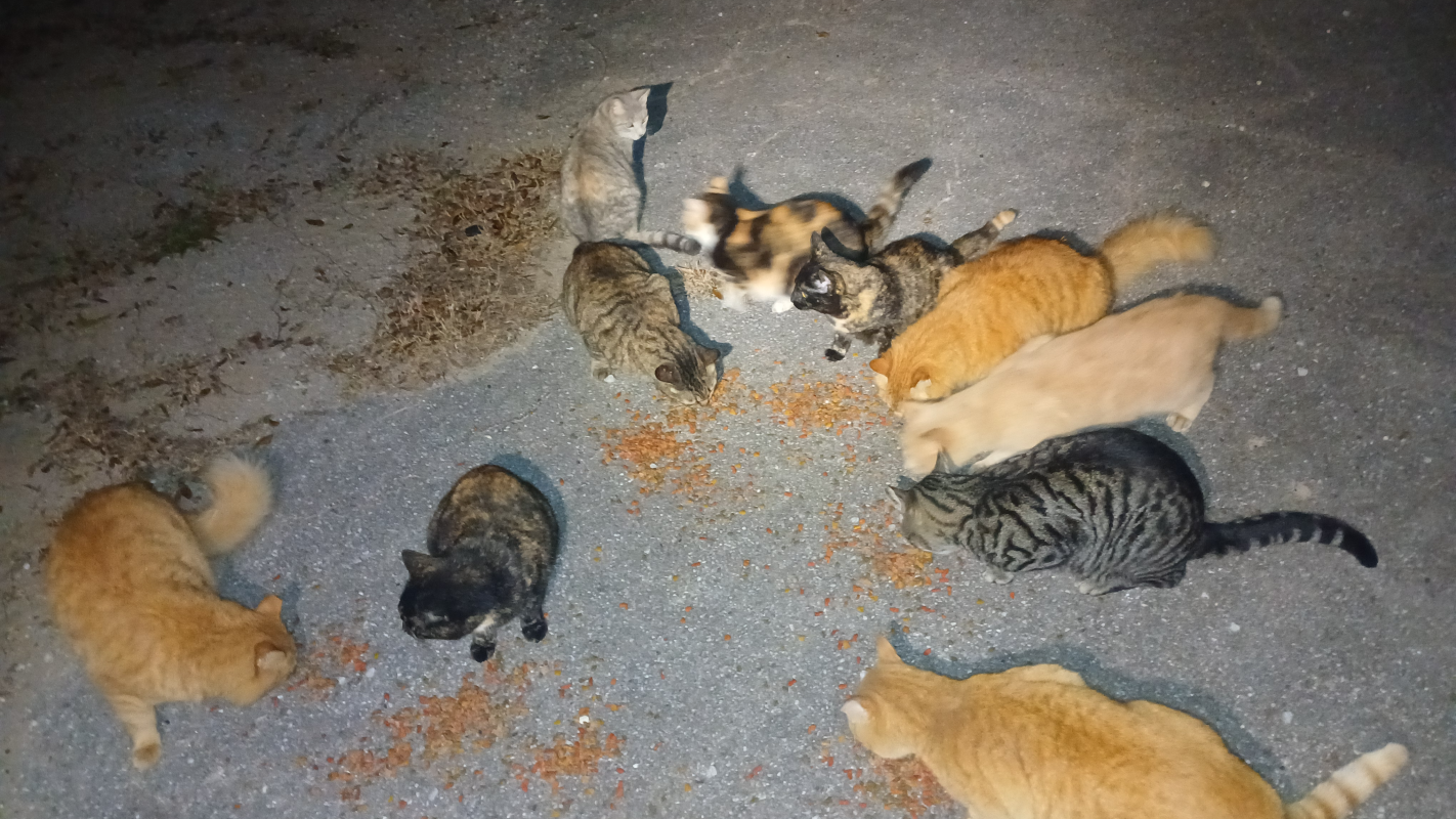 Community cats meals with a purpose