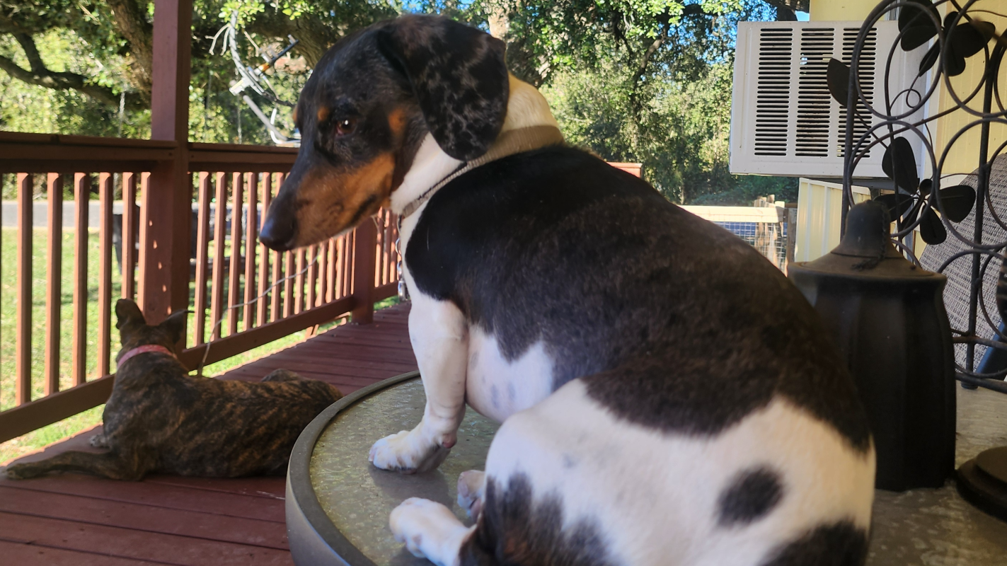 My Sweet Peppers IVDD Surgery