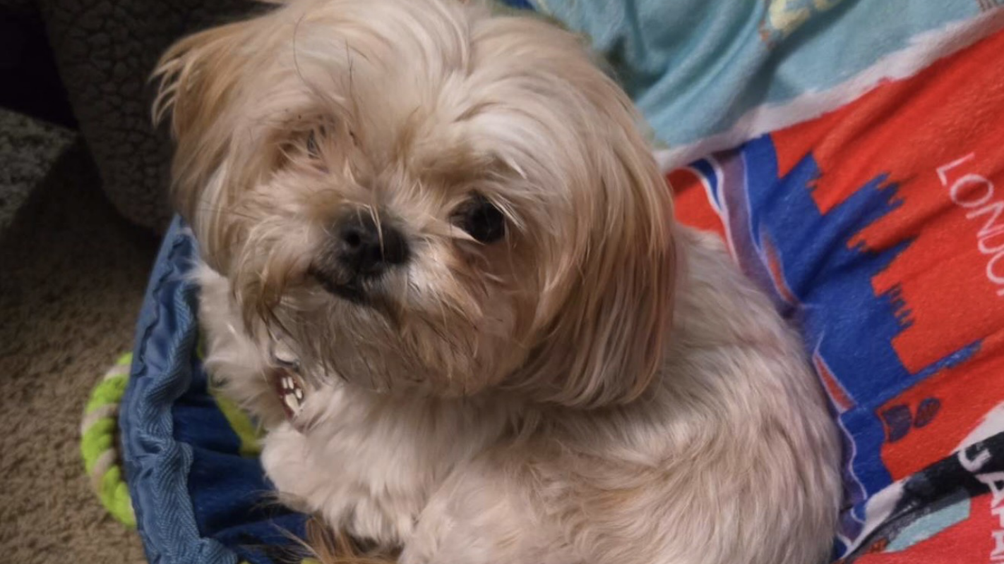 Lucy’s medical bills