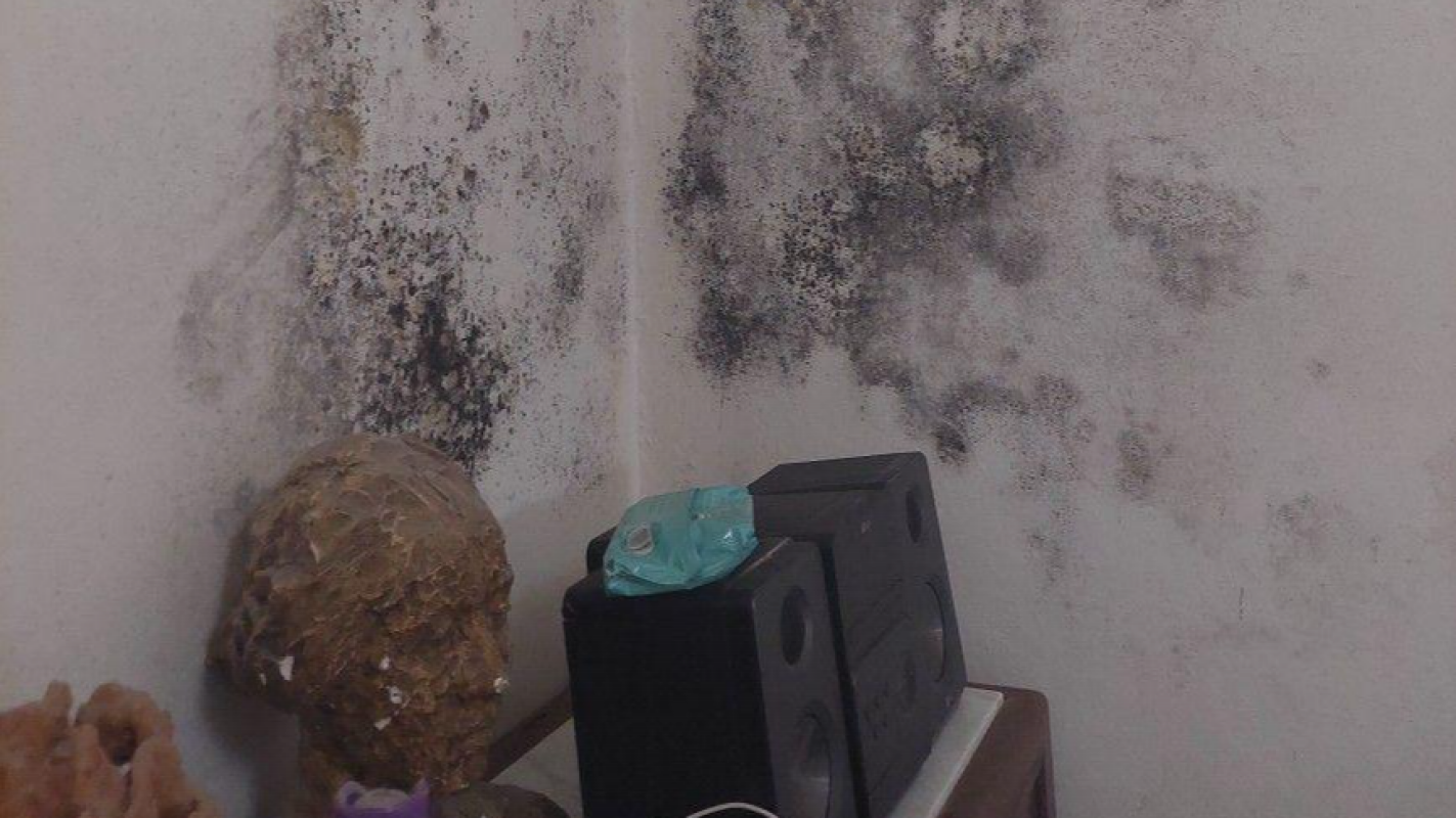 Urgent Mold Abatement Fund For The Holland Household