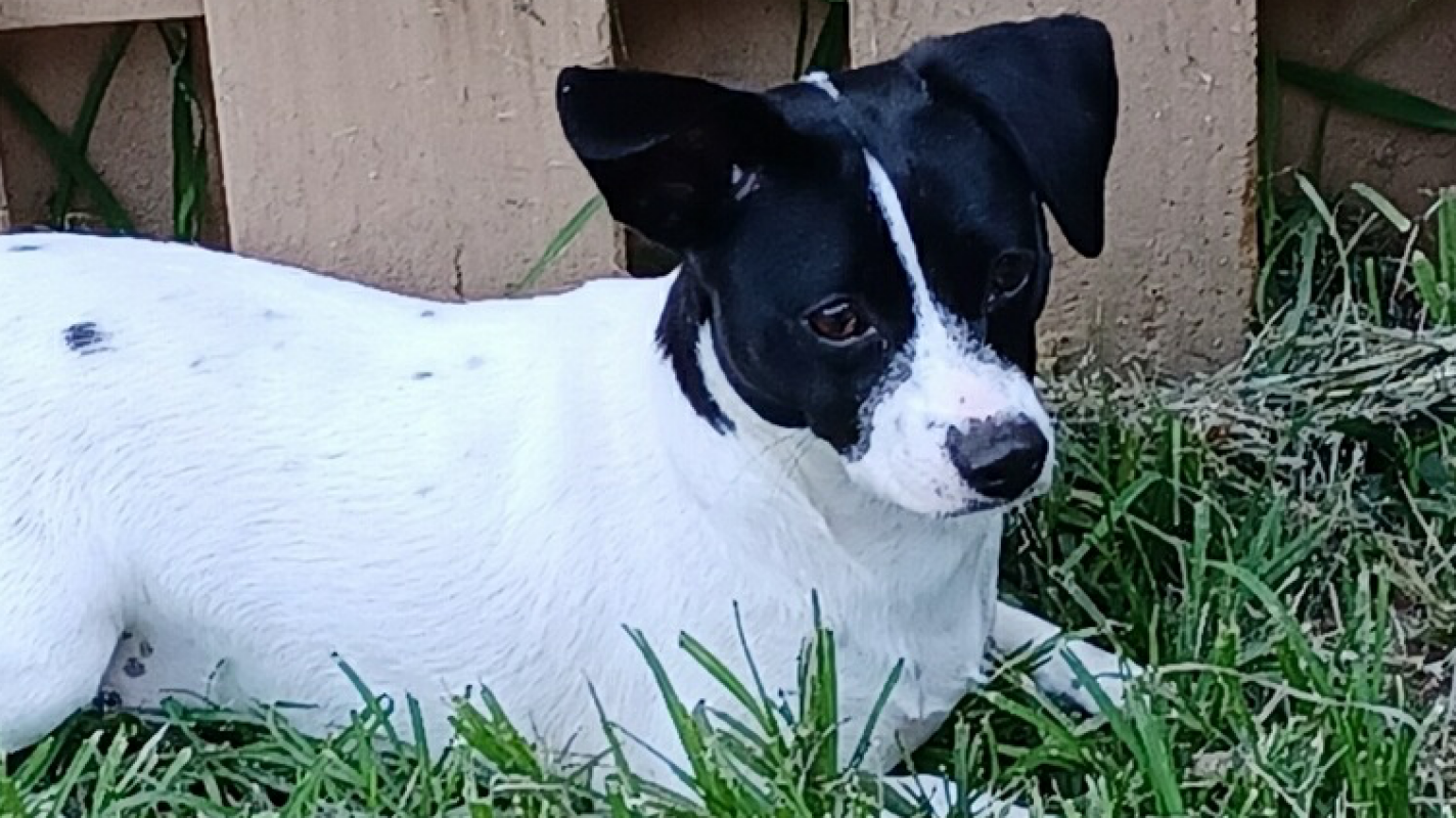 Help Hope Receive Overdue Vet Care