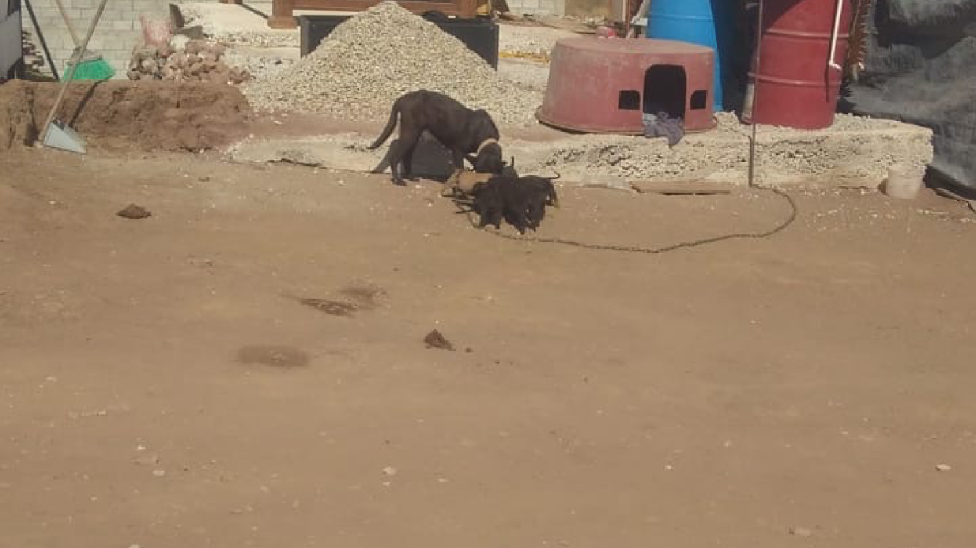 Helping 9 puppies and mom in Rosarito