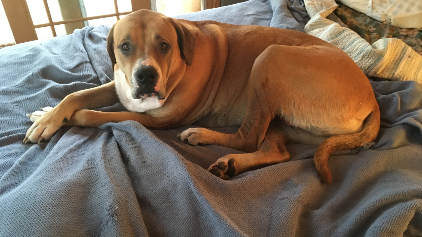 Help Molly Beat Cancer