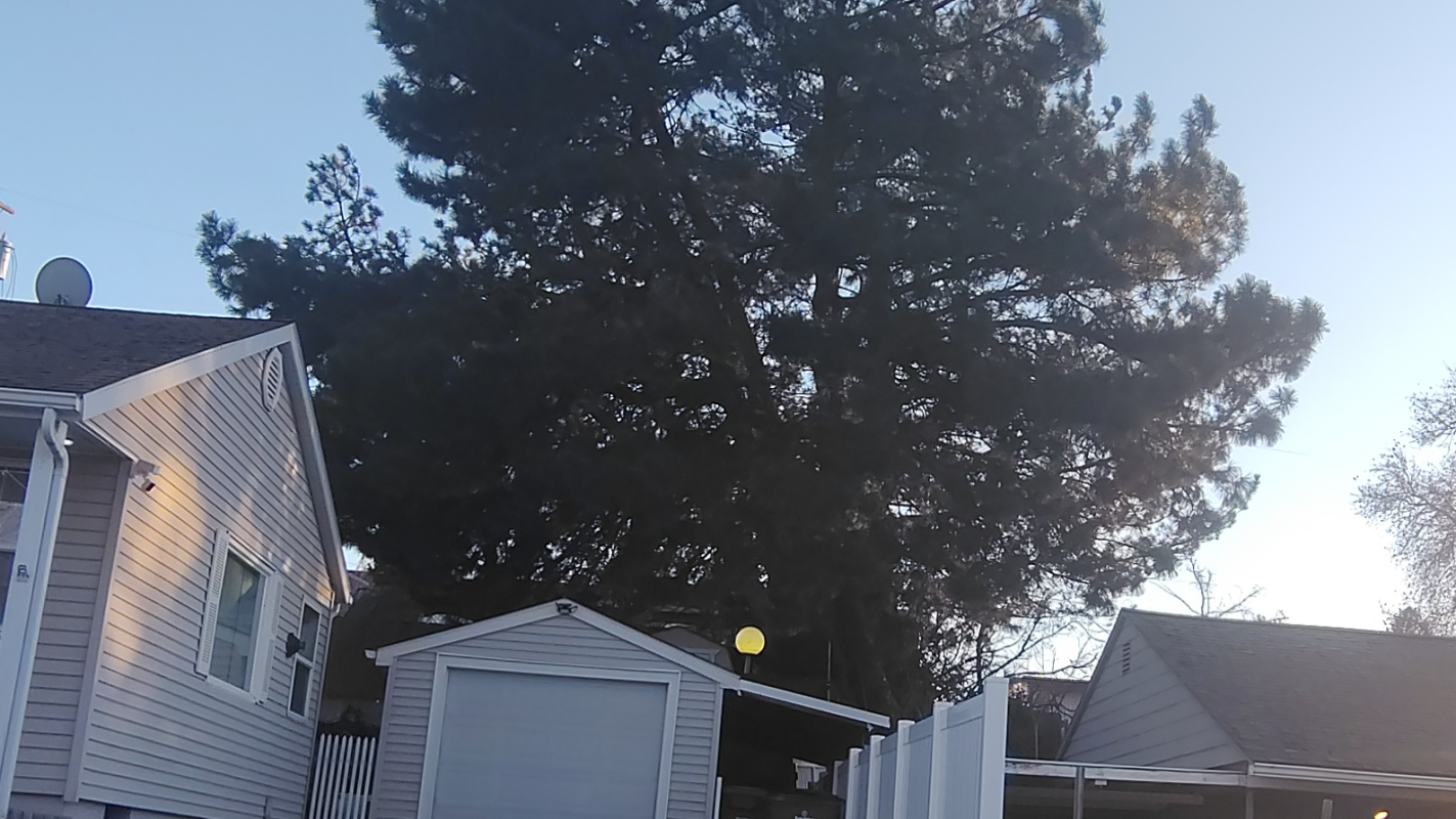 Emergency tree removal