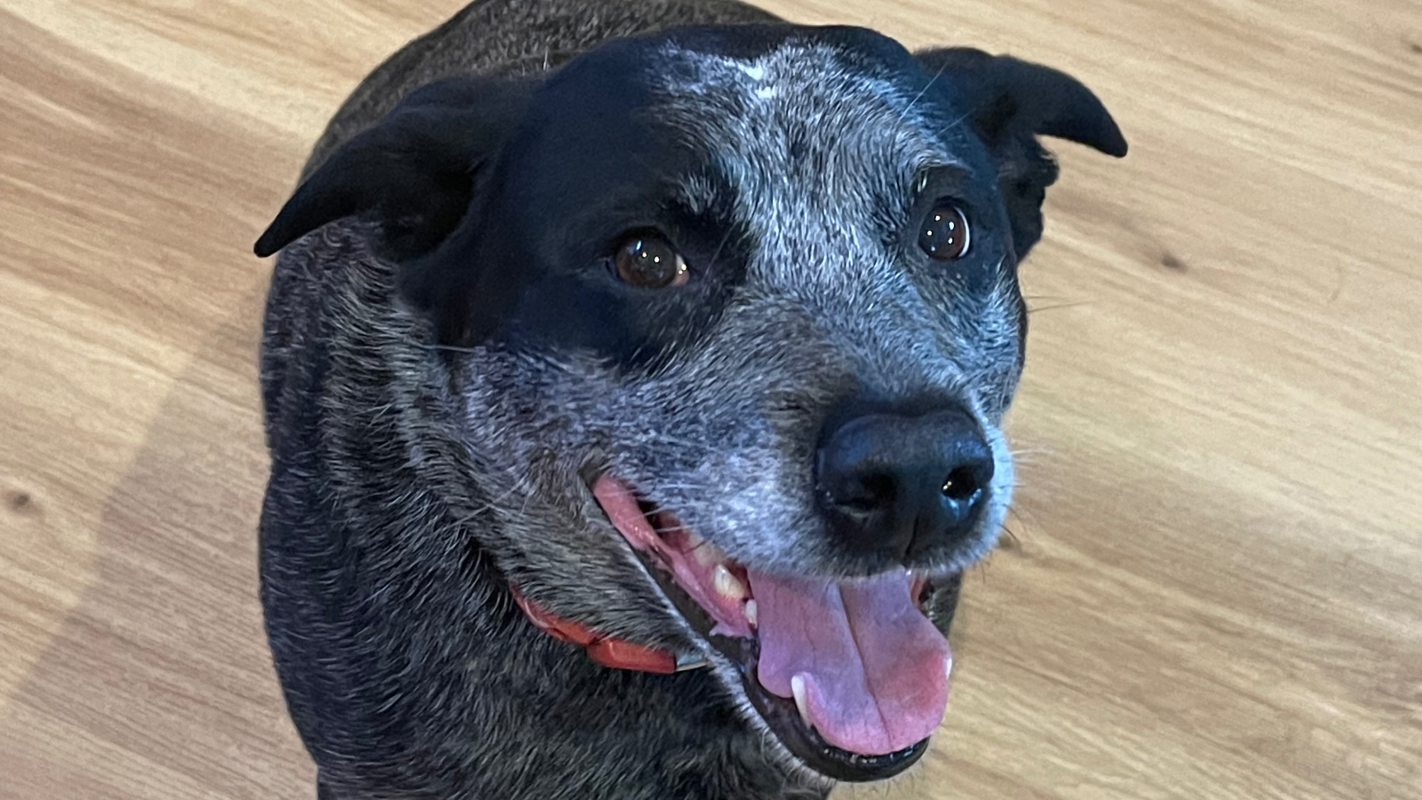 Give Tollie a chance for more happy years