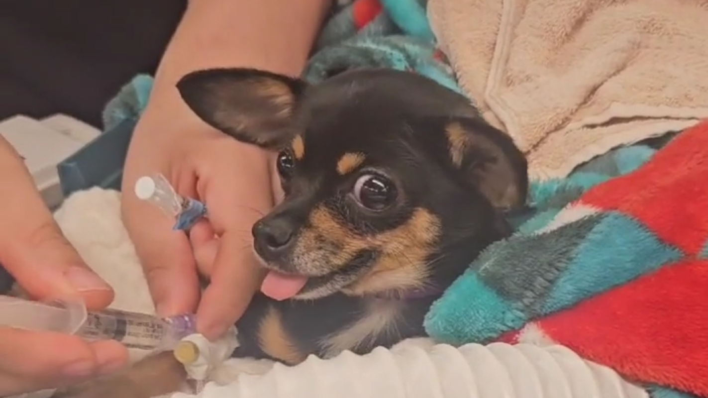 Trying to save my fur baby's life