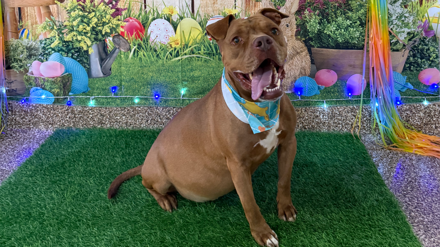 Canelo's Heartworm Treatment & Vaccines