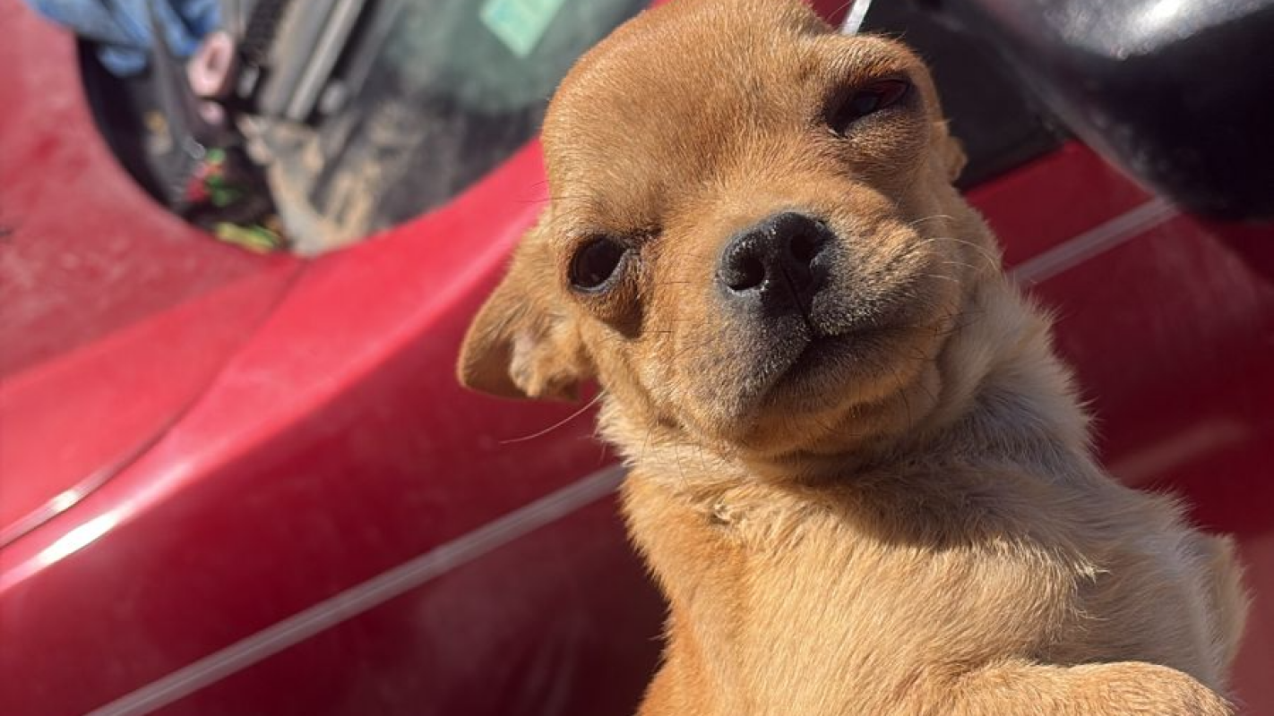 Protección de chihuahua ,ante el maltrato