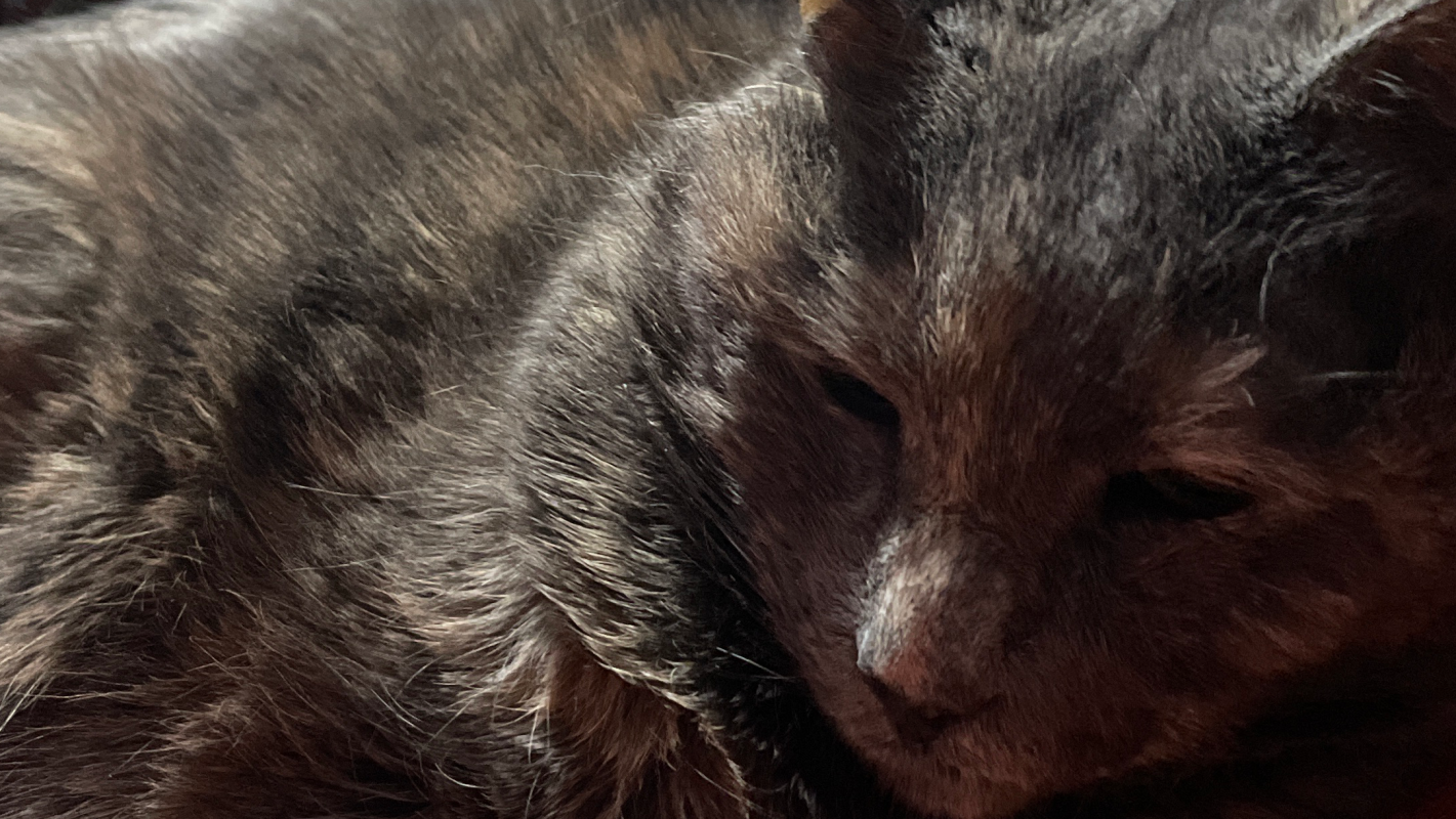 Please Help with medical bills for my cat, Derfy