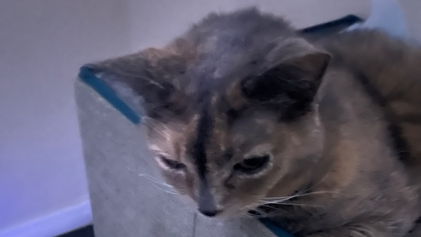 Systemic Ringworm in all my cats!