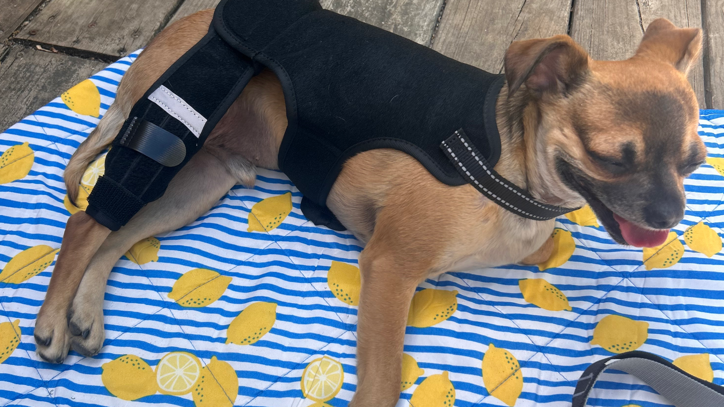 A second chance for Rigby