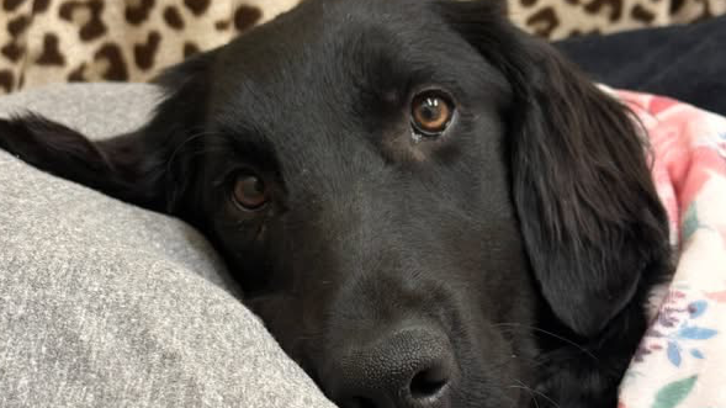 Cinder’s Health Fund