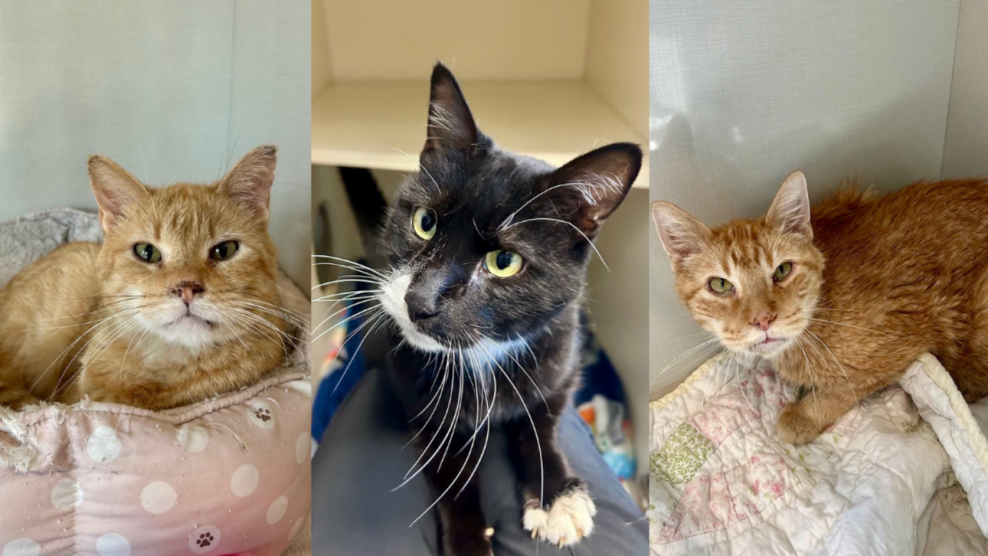 Petworks Veterinary Hospital