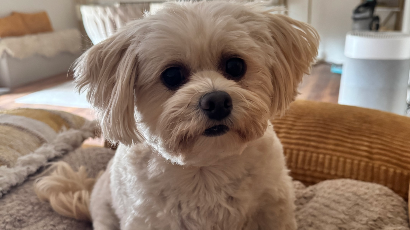 Help Brutis Walk Again