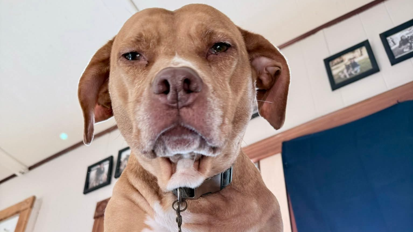 Life-Saving Surgery for Niece's Beloved Dog