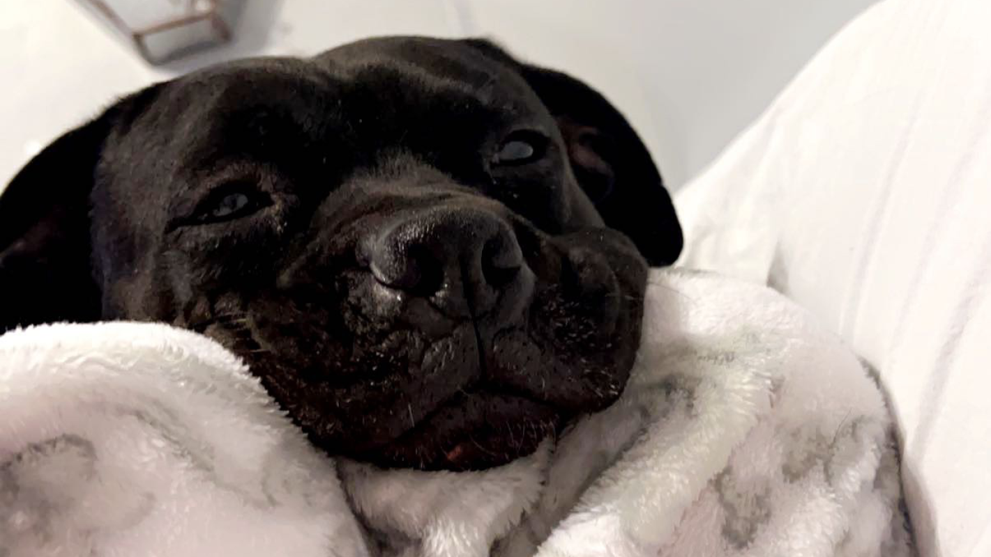 Sophie Needs Surgery & Ongoing Vet Treatment