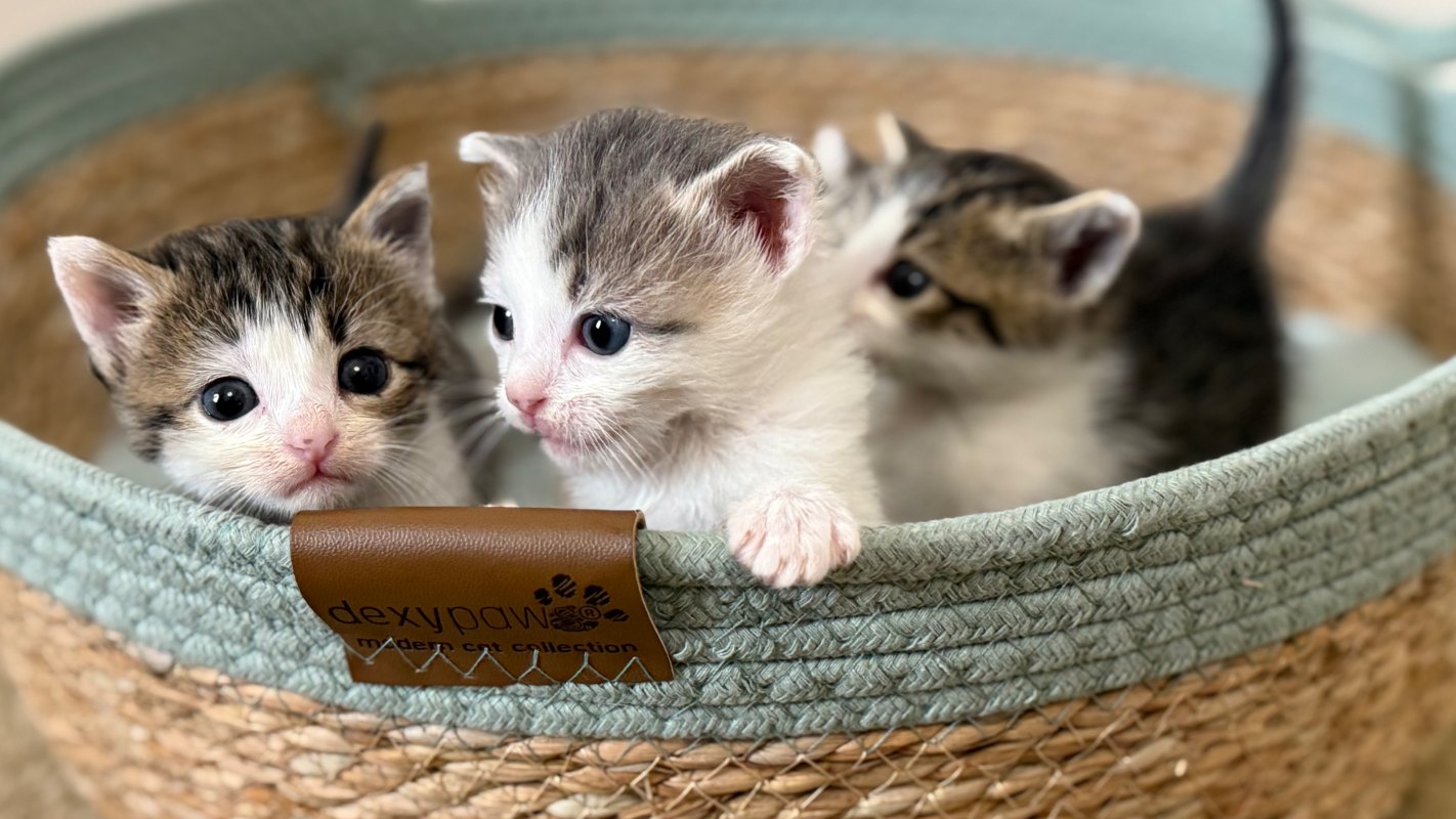 Every Donation Helps Save Sick & Orphaned Kittens