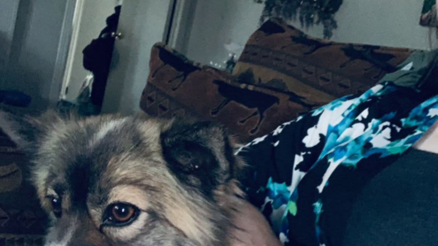 Help my mom Dog