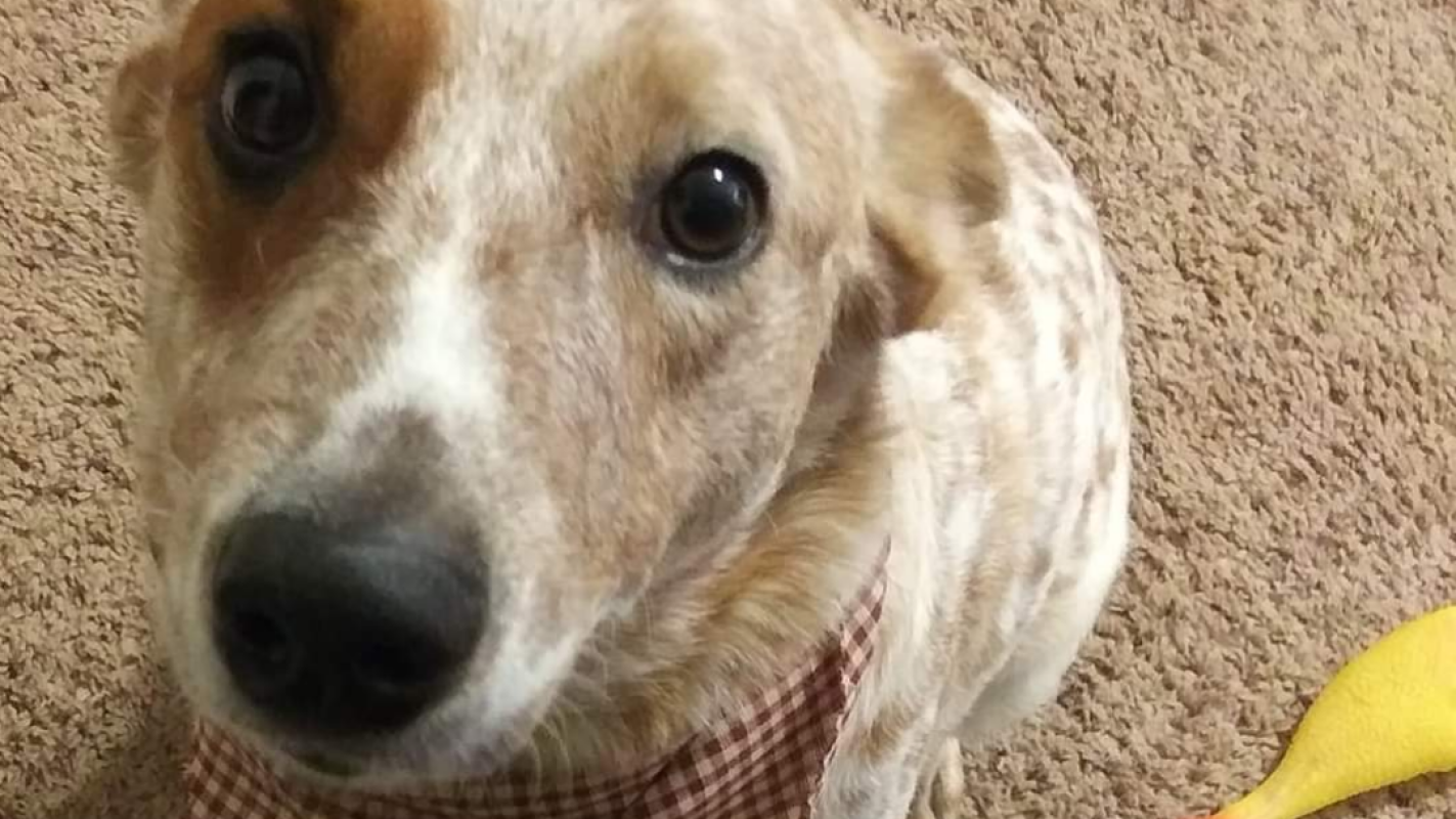 SURGERY FOR HONEY