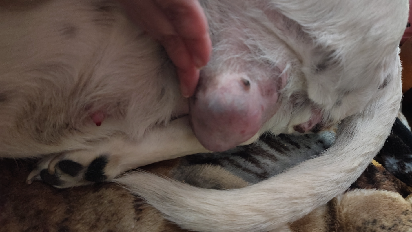Remove a Tumor on my dogs stomach