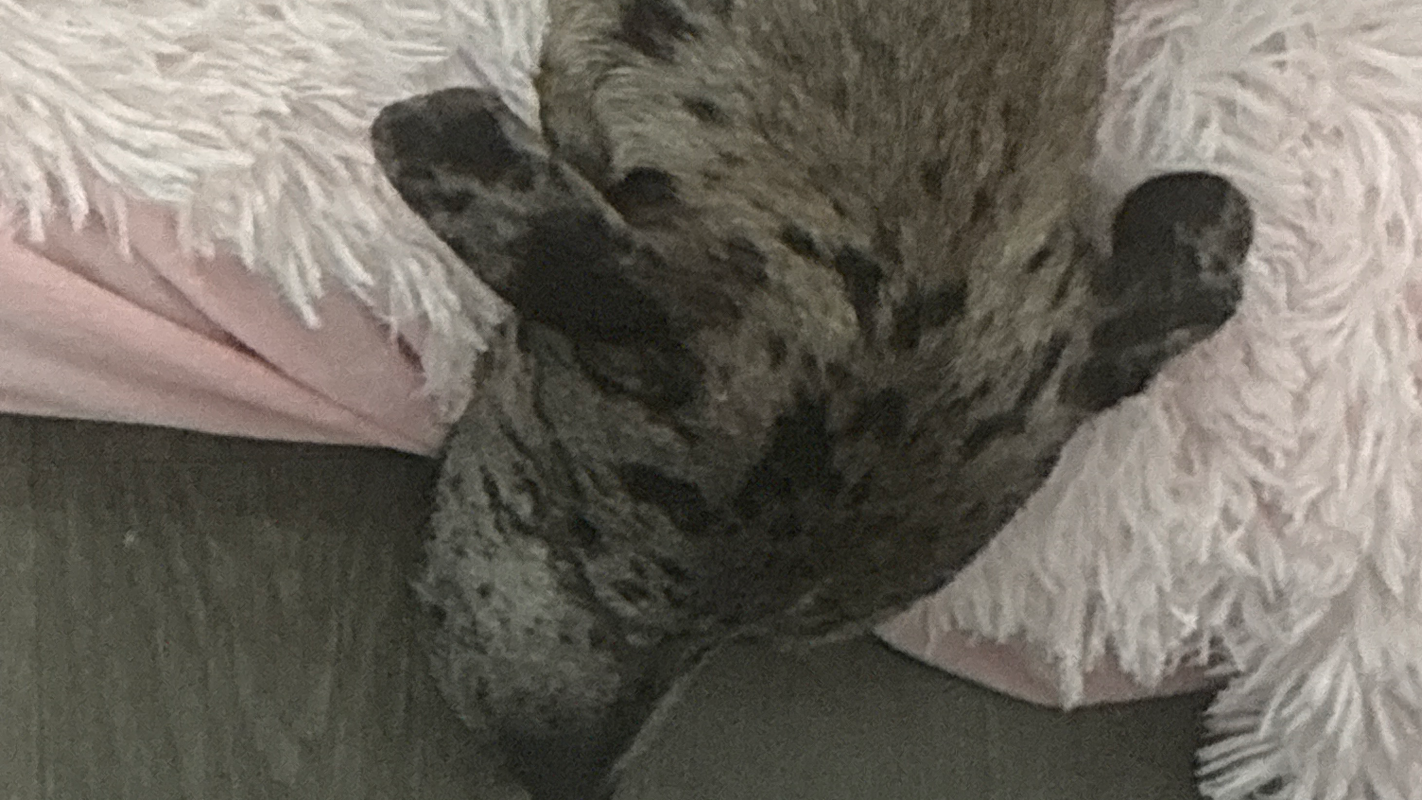 Lucy’s vet appt
