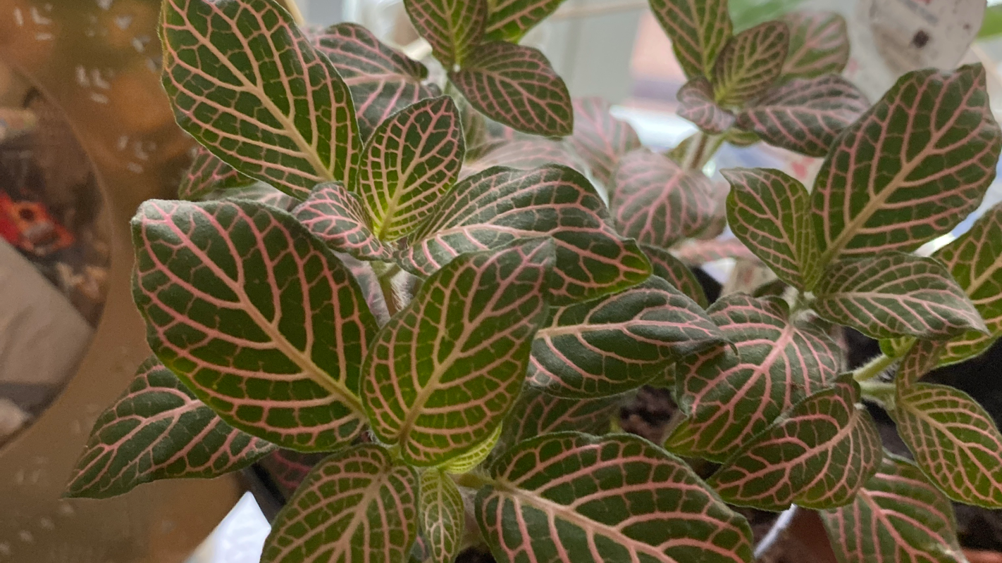 Eviction and Repossession