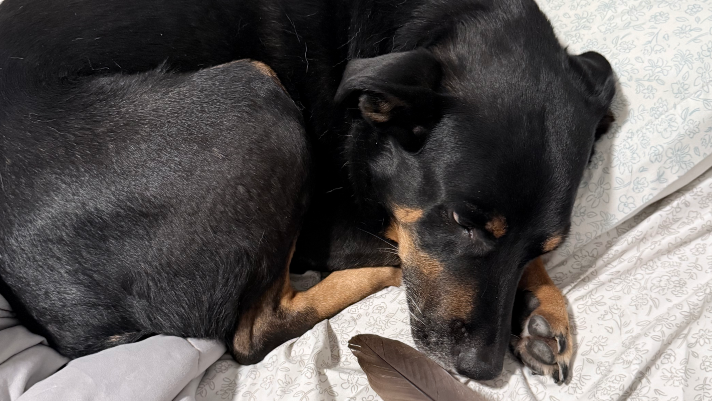 Help Fund Milo’s Terrible Life Choices: The Great Chicken Bone Debacle of 2026