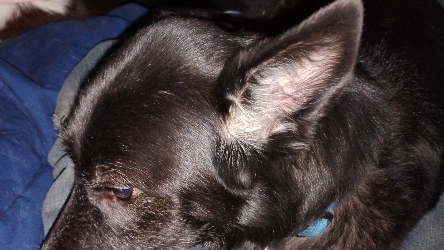 Needing a home