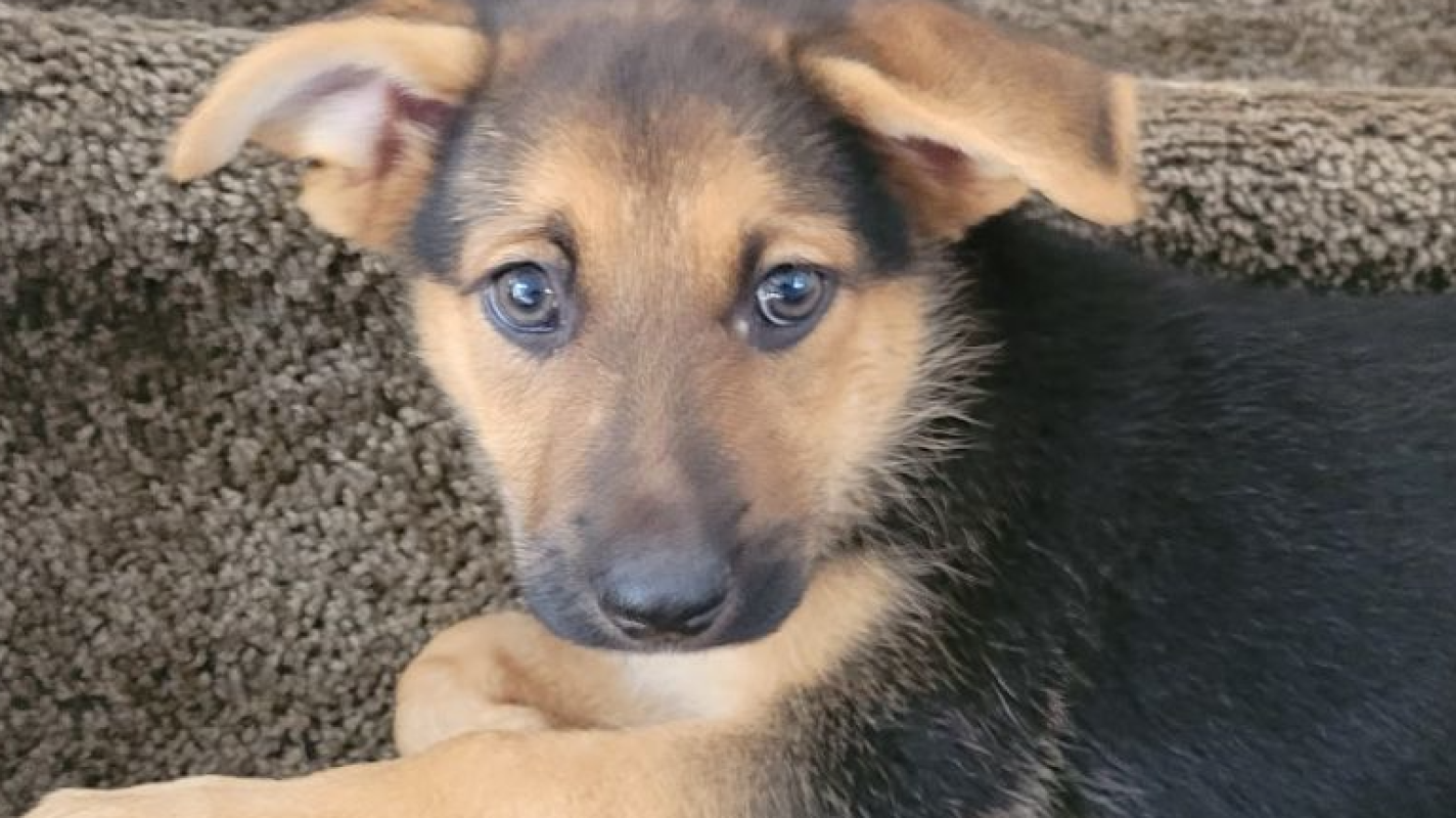 (CAAN) Children Abused And Neglected