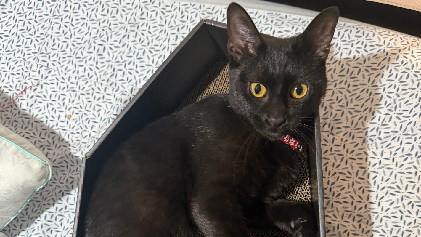 Lucky's Lifesaving Fund