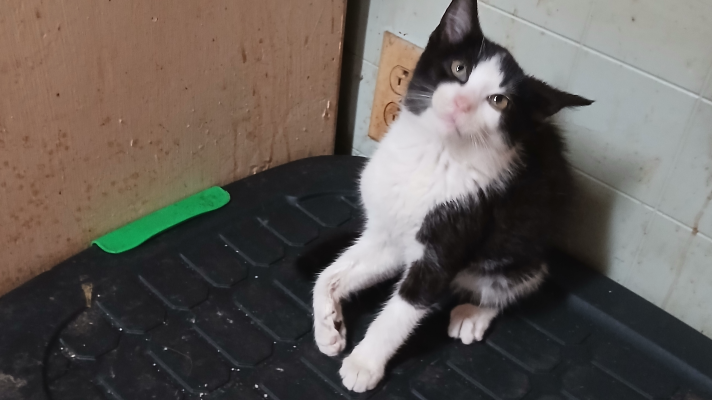 Oreo's leg amputation