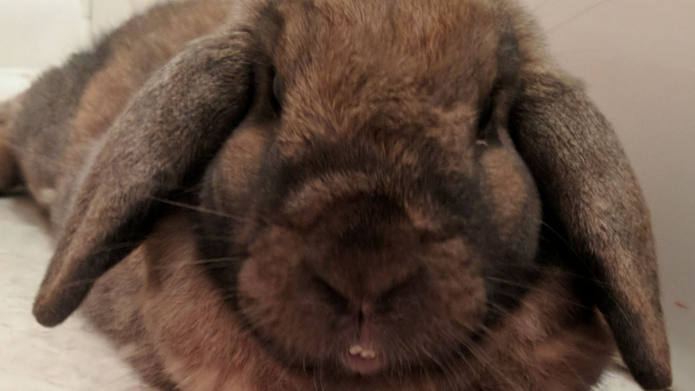 Neuter surgery