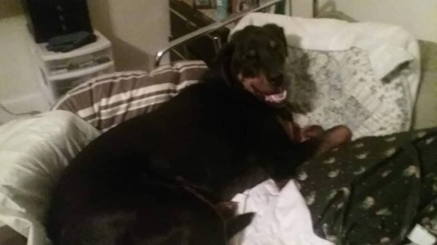 Pets & Children In Need