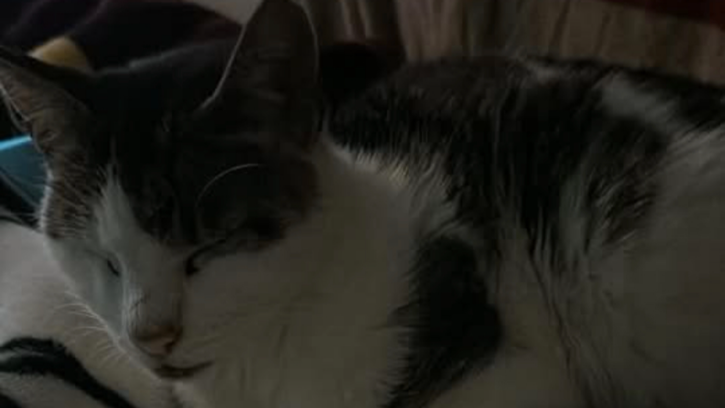 Cat surgery broken tail