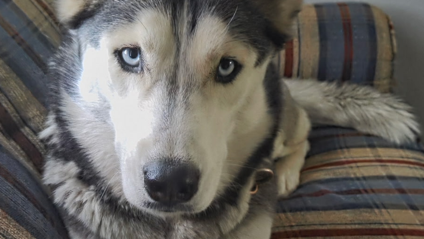 Please help me help my dog to stop Suffering!!!!
