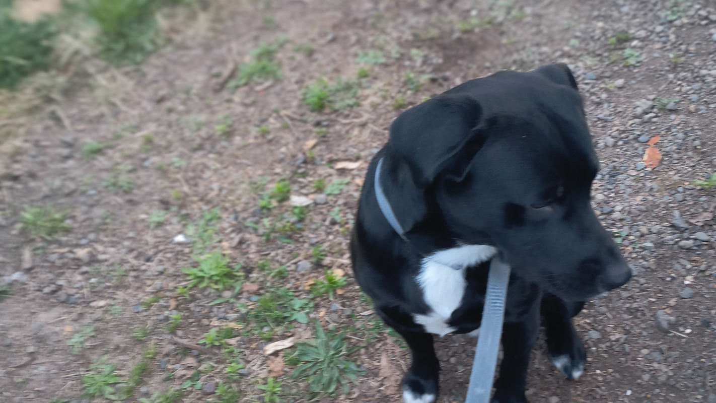 Help Ace get the vet care he needs