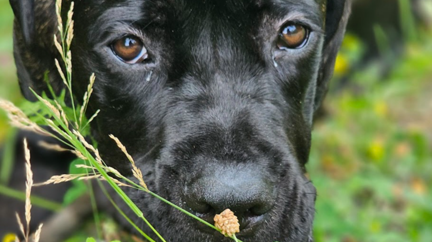 Lunas life-saving veterinary care
