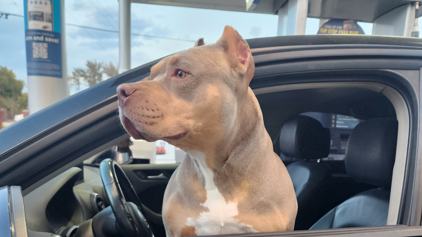 SAVE SUKI EMERGENCY SURGERY