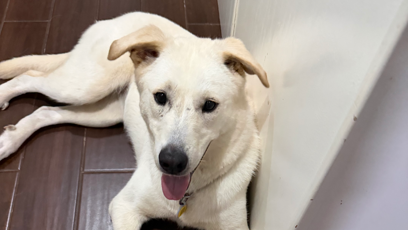 Please help Cleo walk again
