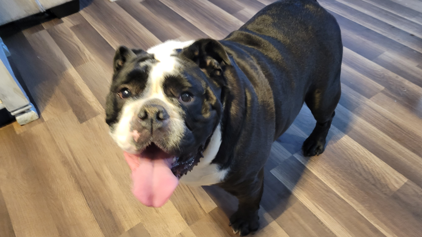 Help save my service dog from cancer