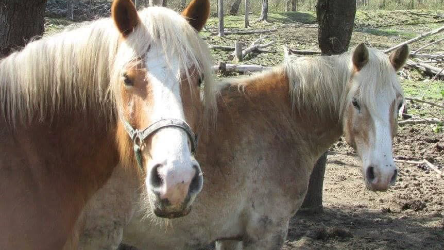 Bring Michelle’s Furbabies Home