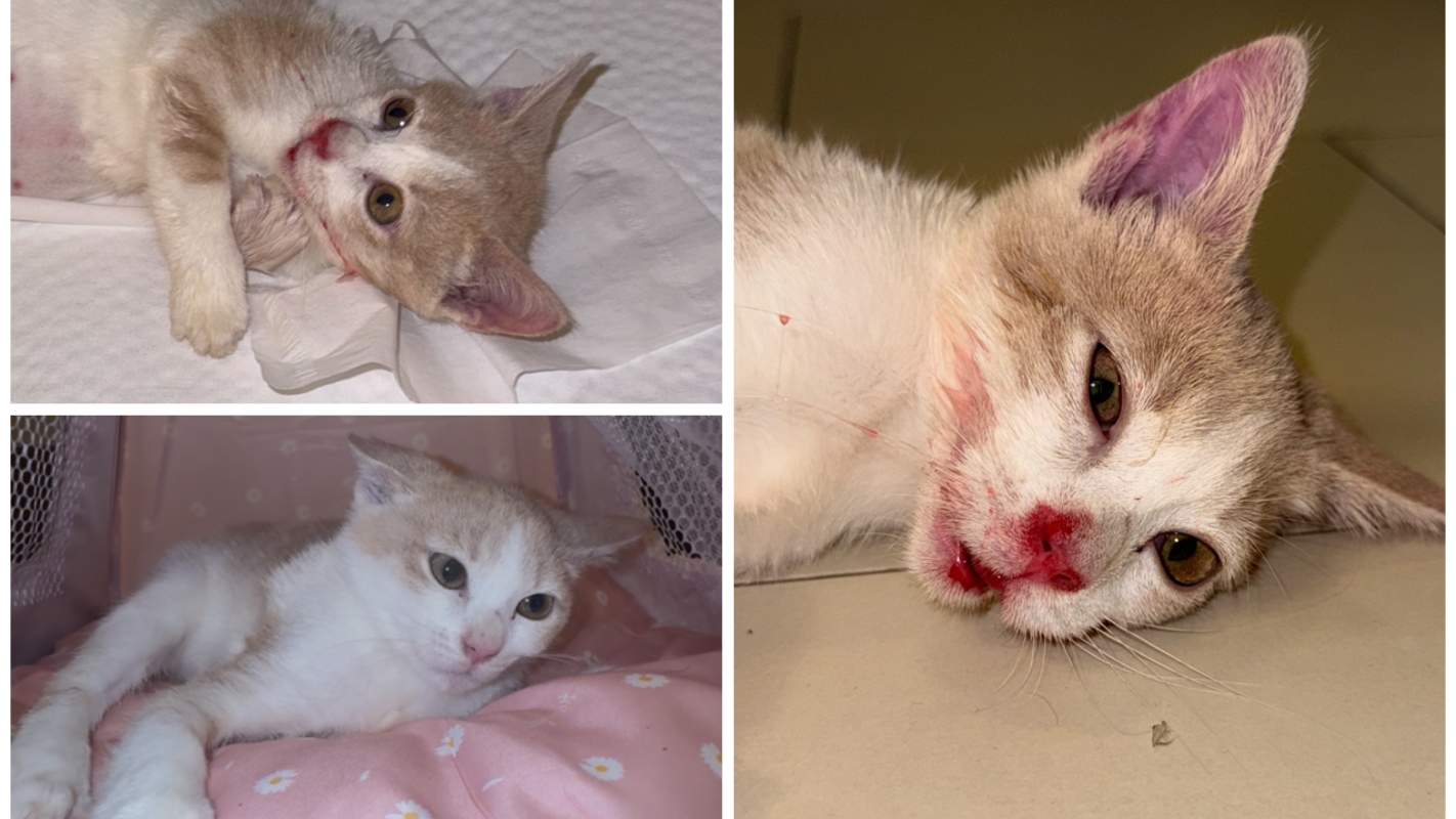 Save Sophia: Urgent Funds Needed for Her Cancer Treatment