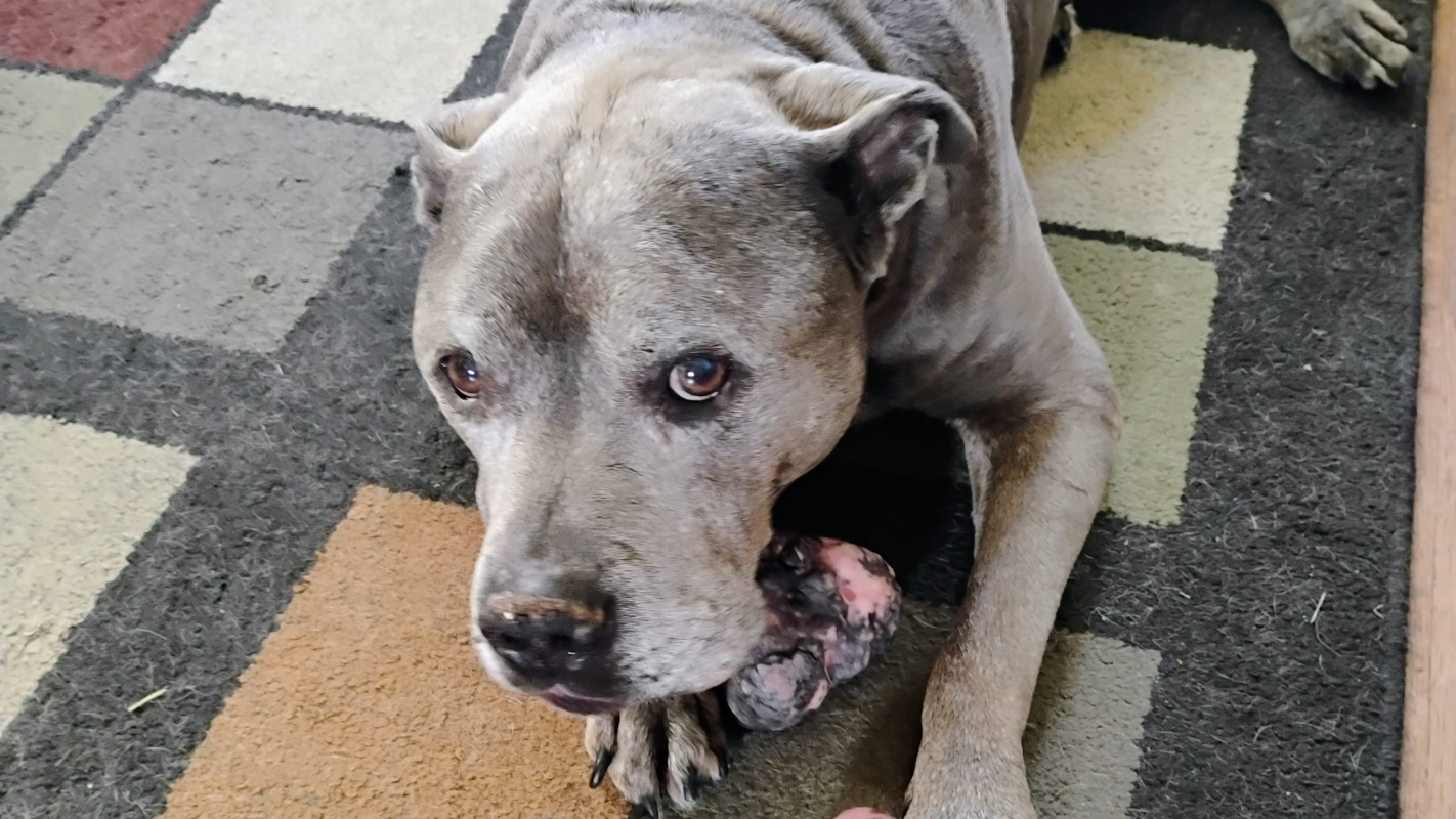 Medical cost for my dog