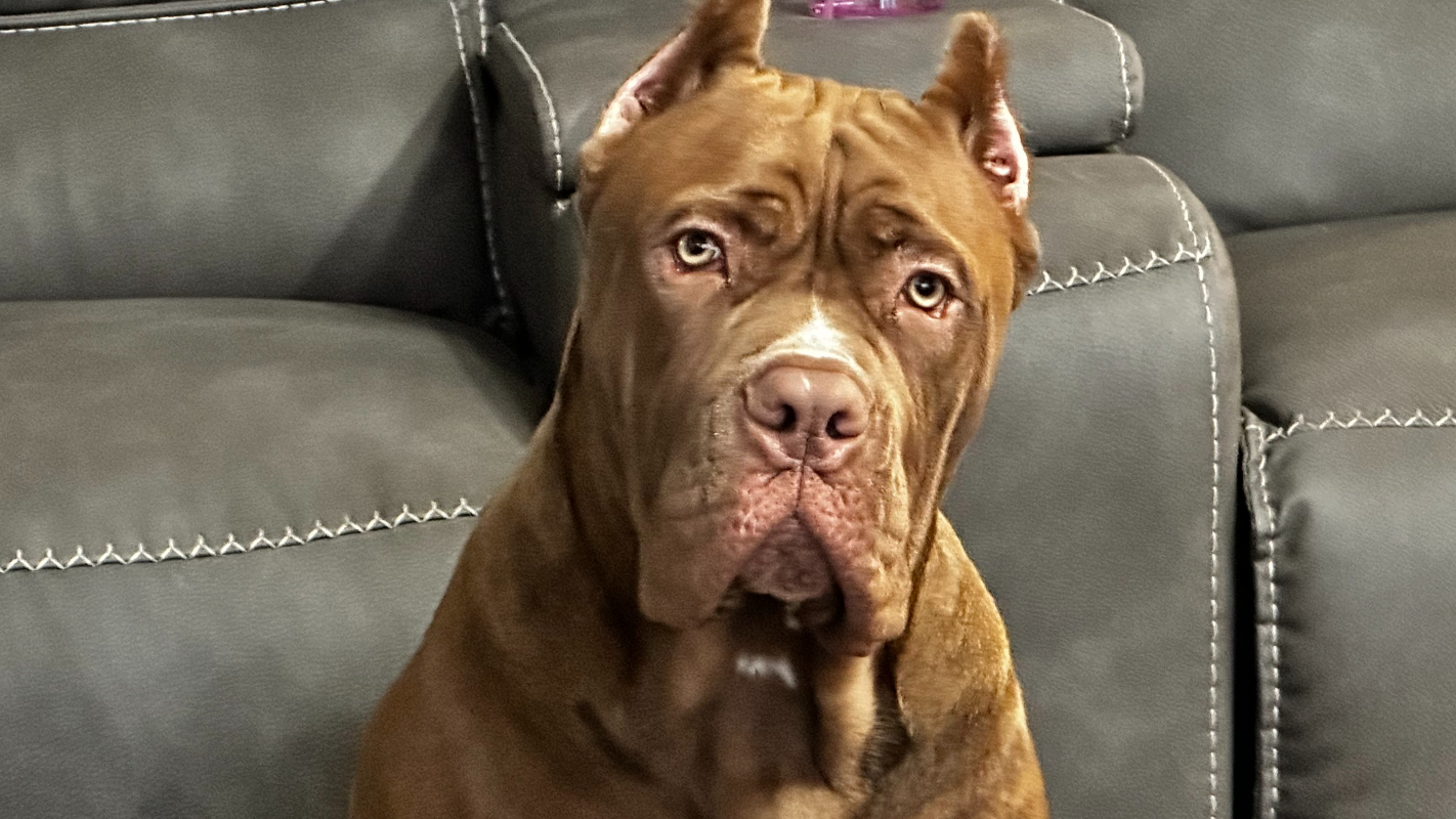 Help Save Dior’s Life: Emergency Surgery Needed